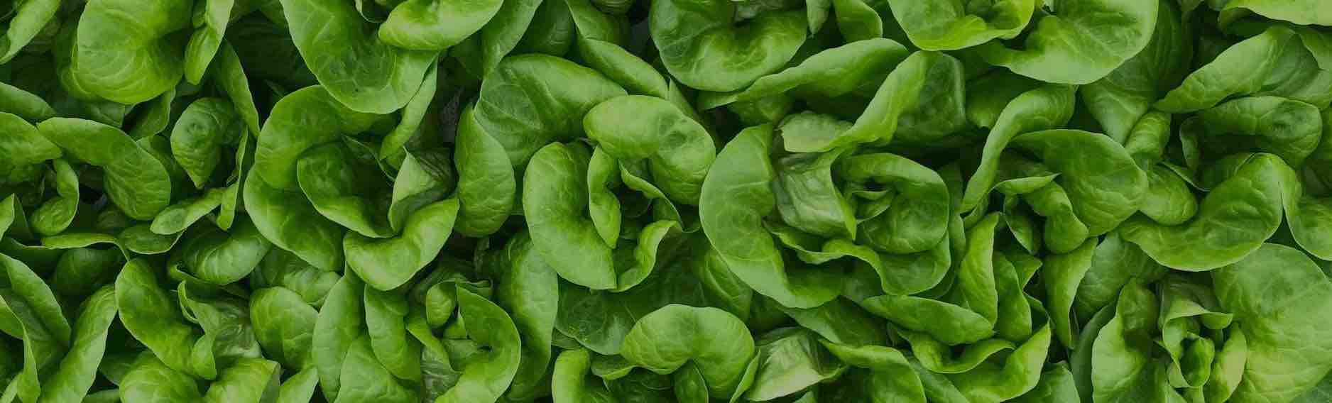 Image of lettuce grown at Huarache Farms