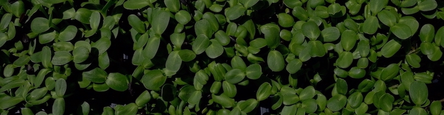img of sunflower sprouts grown at Huarache Farms